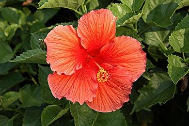 传《寂静岭》新作7月12日公布 前导预告泄露